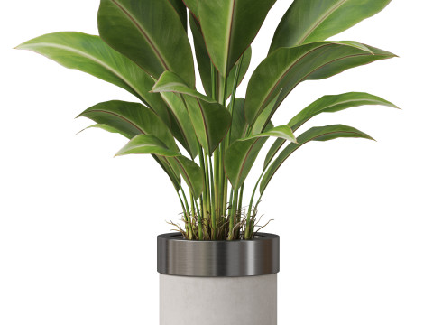 Plants collection 835 3D Model
