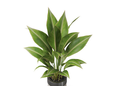Plants collection 835 3D Model
