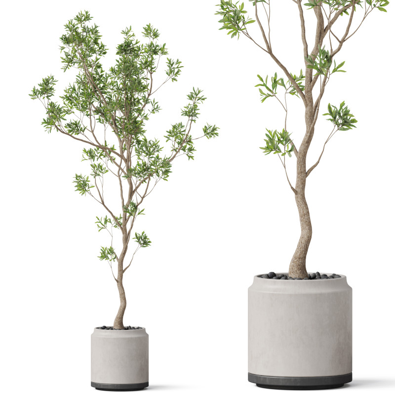 Plants collection 836 3D 모델 .c4d .max .obj .3ds .fbx .stl .blend
