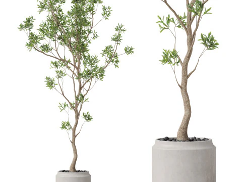 पौधों का संग्रह 836 3D मॉडल