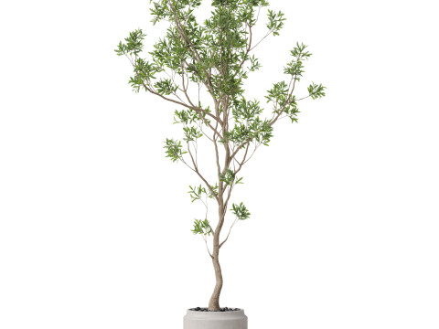 Plants collection 836 3D Model