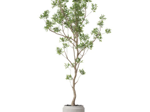 Plants collection 836 3D Model