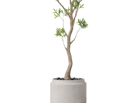 Plants collection 836 3D Model