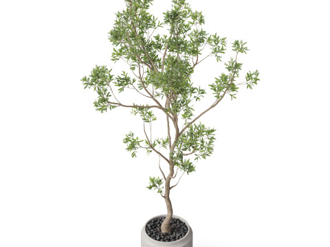 Plants collection 836 3D Model