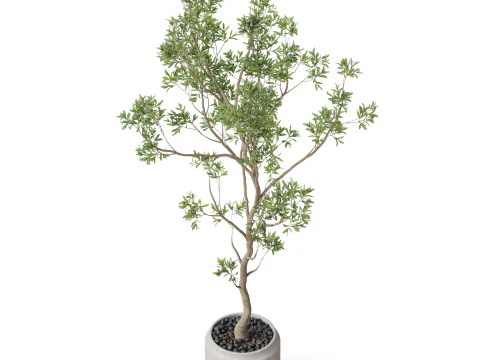 Plants collection 836 3D Model