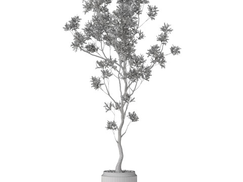 Plants collection 836 3D Model