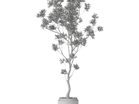 Plants collection 836 3D Model