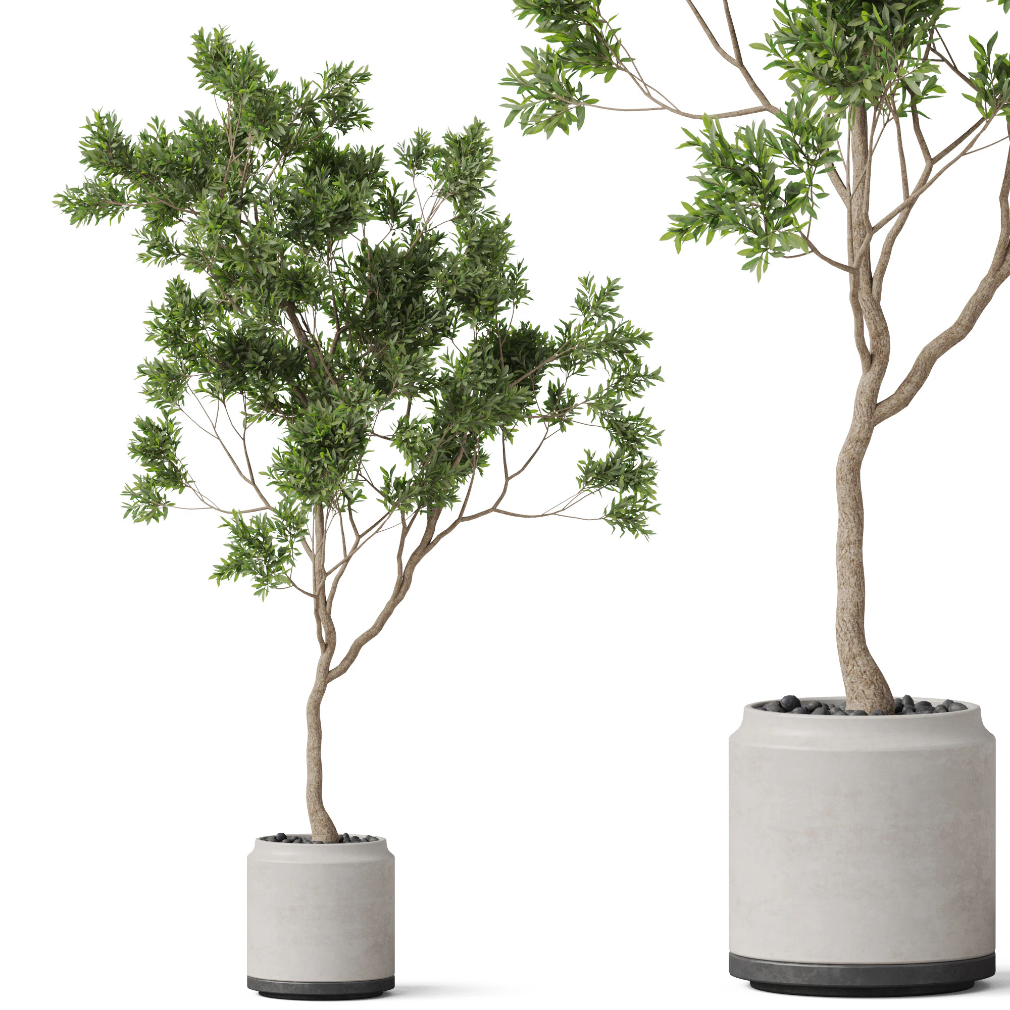 Plants collection 837 3D Model .c4d .max .obj .3ds .fbx .stl .blend 