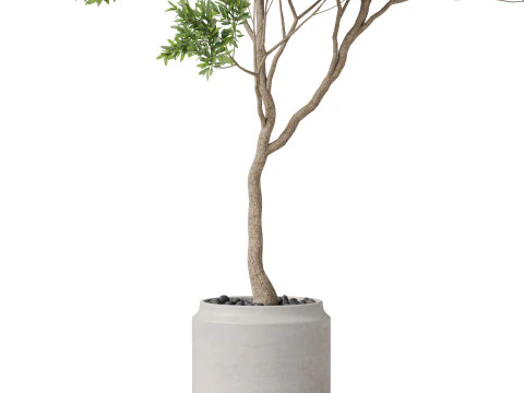 Plants collection 837 3D Model