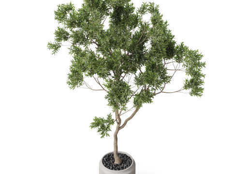Plants collection 837 3D-Modell