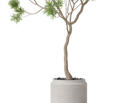 Plants collection 838 3D Модель