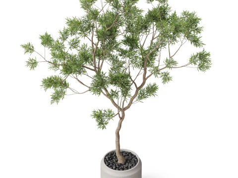 Plants collection 838 3D Model