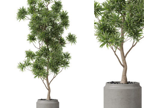 Plants collection 839 3Dモデル
