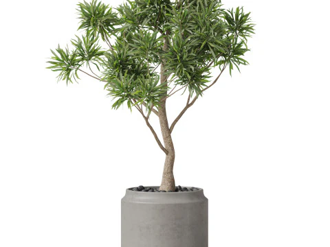 Plants collection 839 3D Model