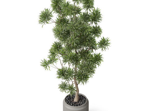 Plants collection 839 3D Модель
