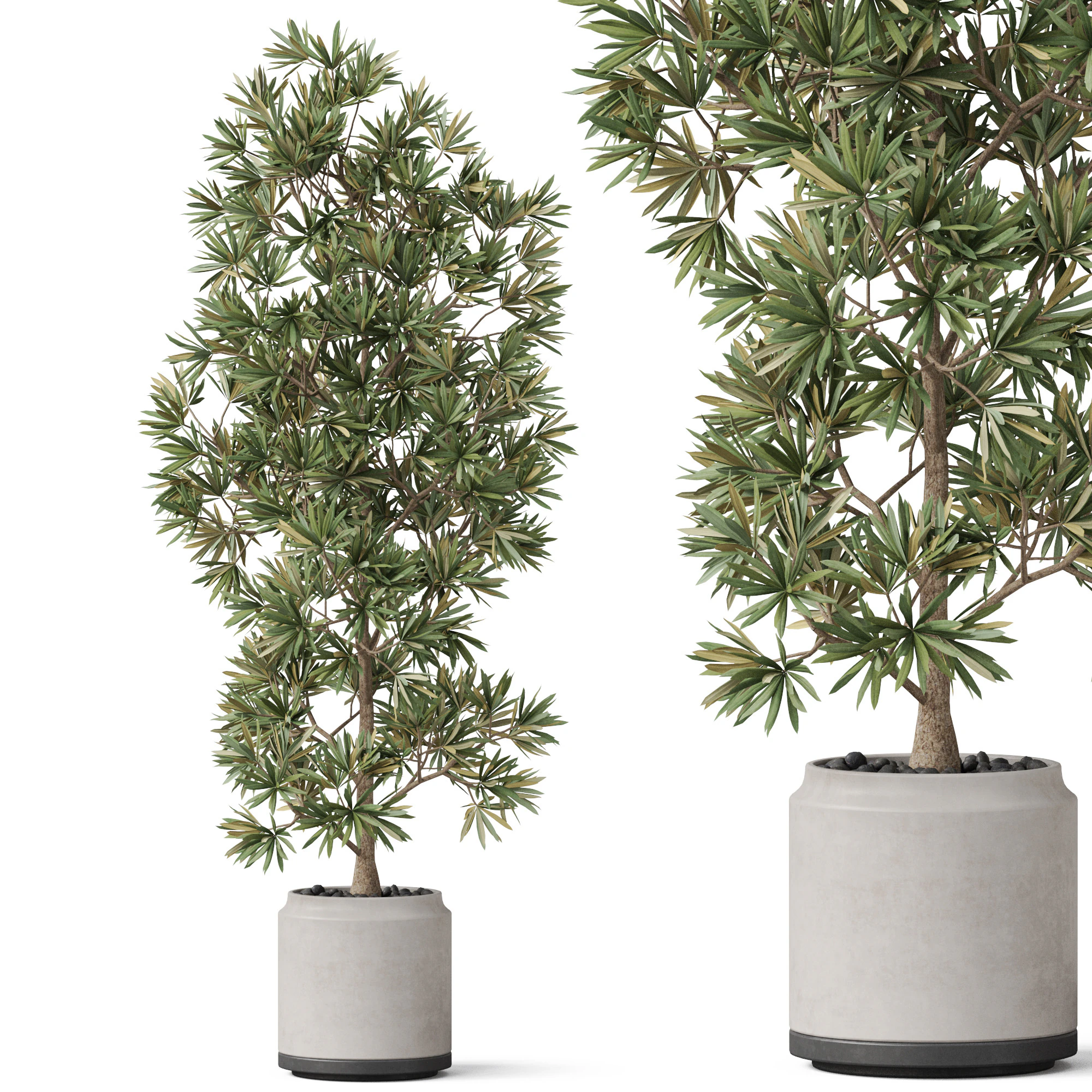 Plants collection 840 3D Model .c4d .max .obj .3ds .fbx .stl .blend