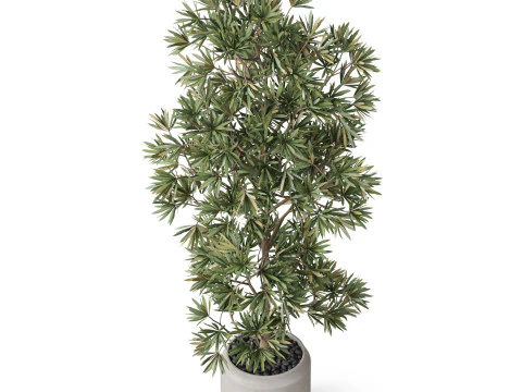 Plants collection 840 3D Model