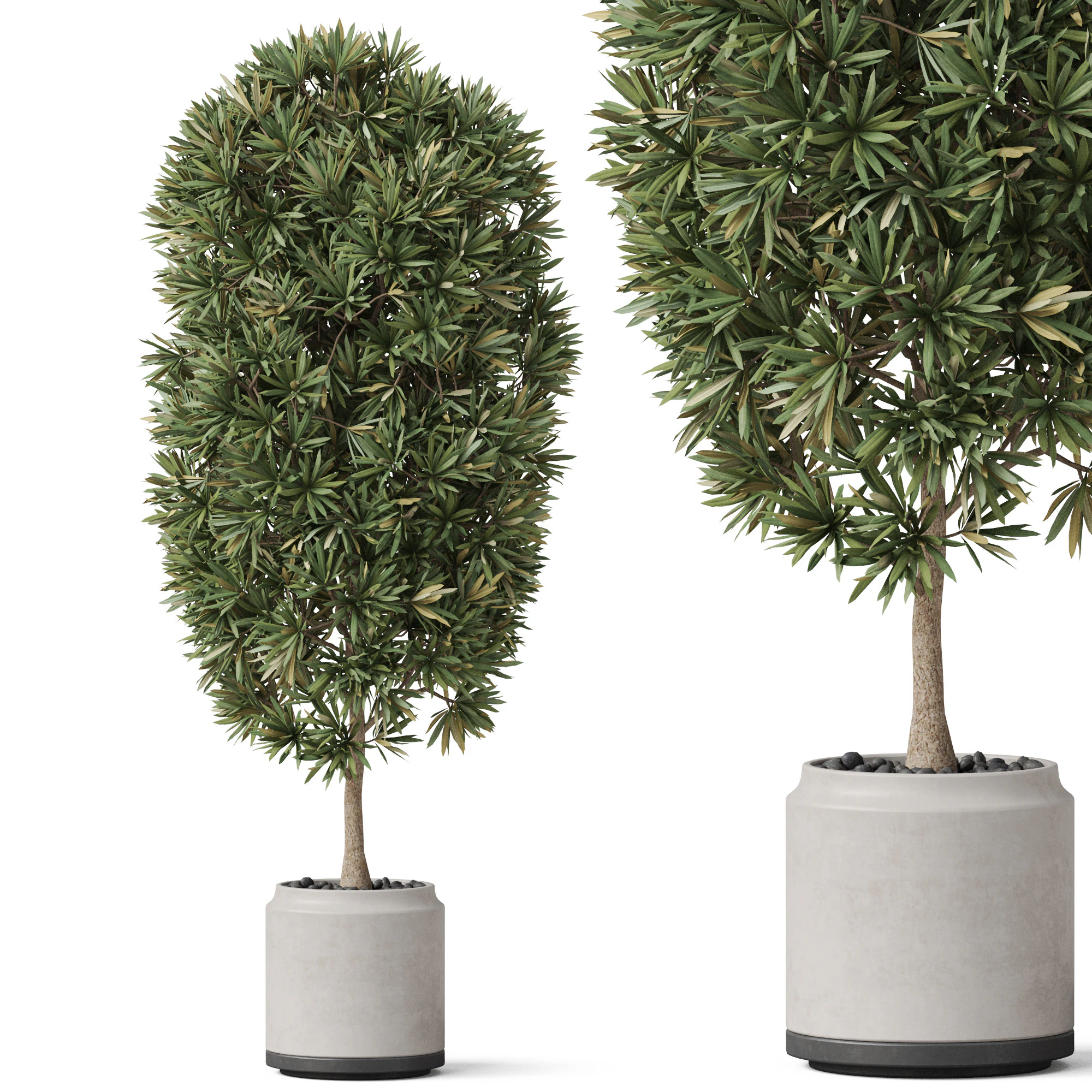 Plants collection 841 3D Model .c4d .max .obj .3ds .fbx .stl .blend 