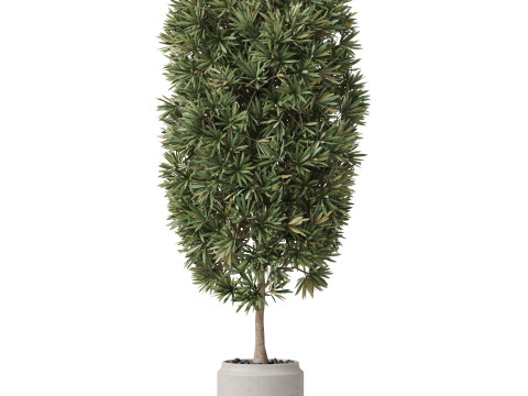 Plants collection 841 3D Model