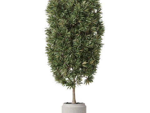 Plants collection 841 3D Model