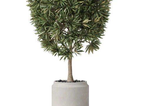 Plants collection 841 3D Model