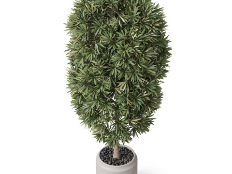 Plants collection 841 3D Model