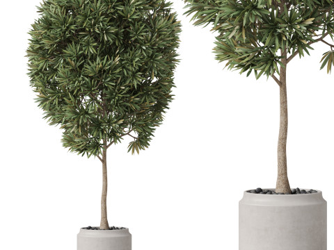 Plants collection 842 3Dモデル