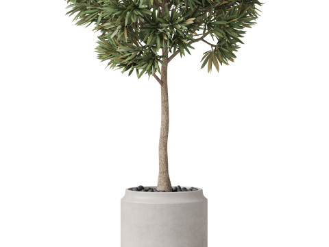 Plants collection 842 3D Model