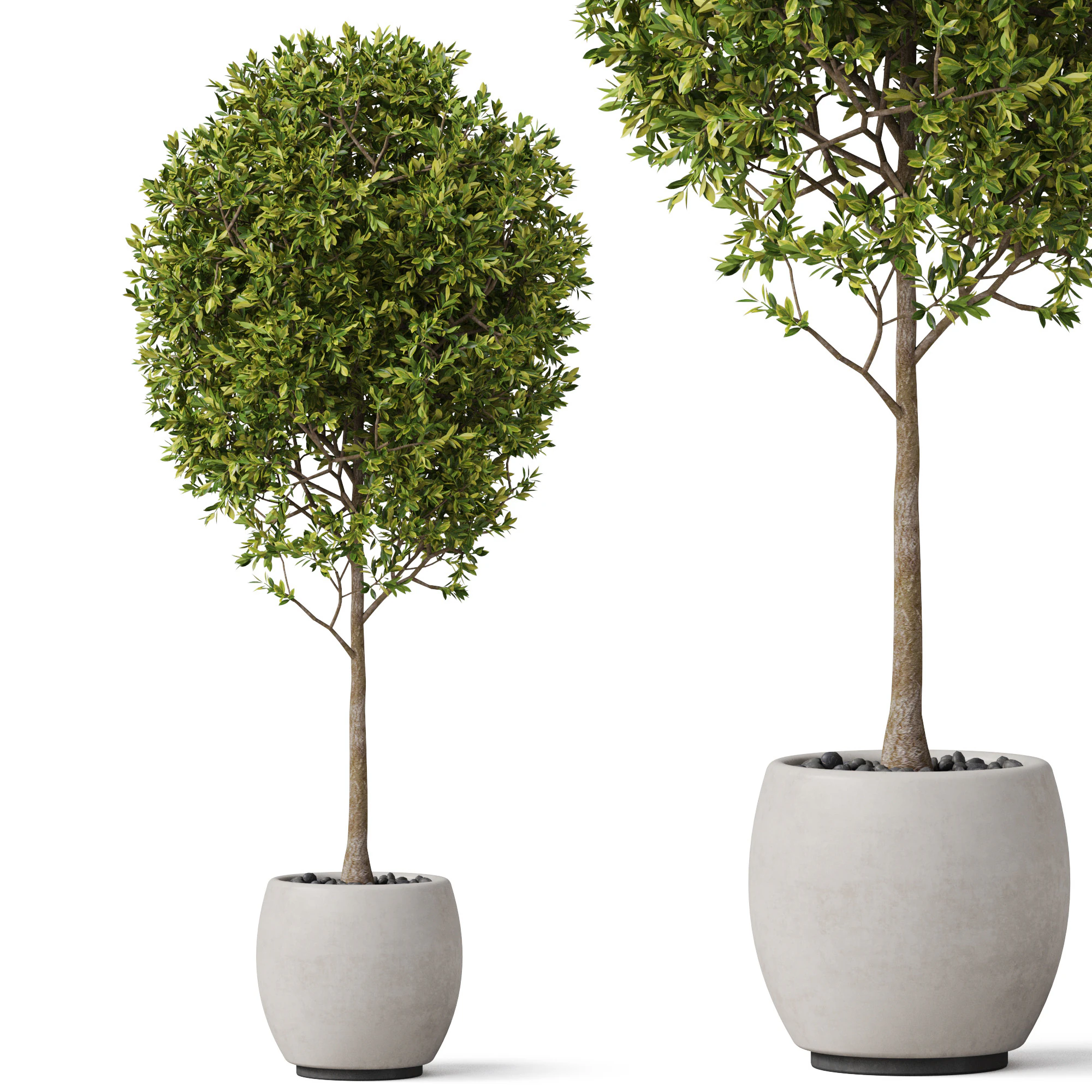 Plants collection 843 3D Model .c4d .max .obj .3ds .fbx .stl .blend
