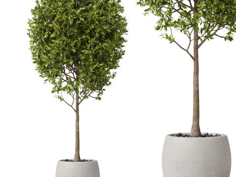 पौधों का संग्रह 843 3D मॉडल