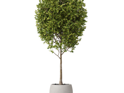 Plants collection 843 3D 模型