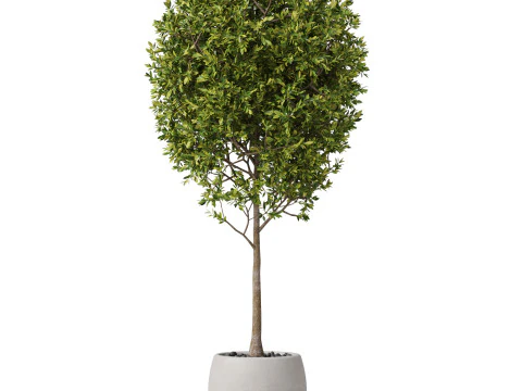 Plants collection 843 3D Model