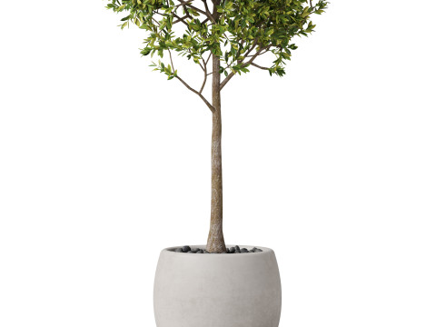Plants collection 843 3D 模型