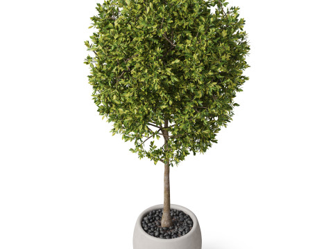 Plants collection 843 3D 模型