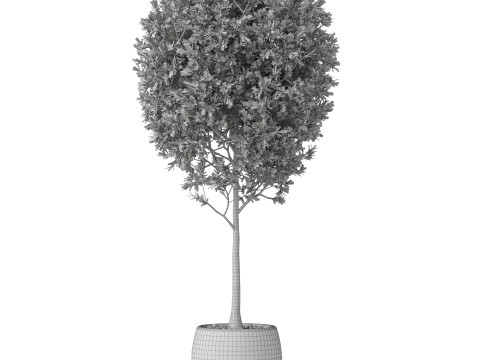 Plants collection 843 3D 模型