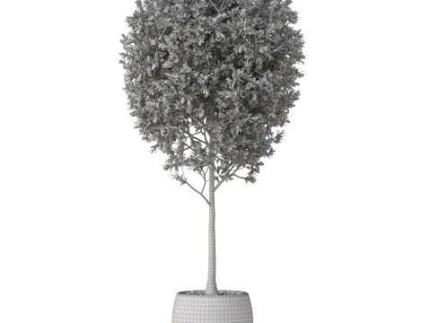 Plants collection 843 3D Model