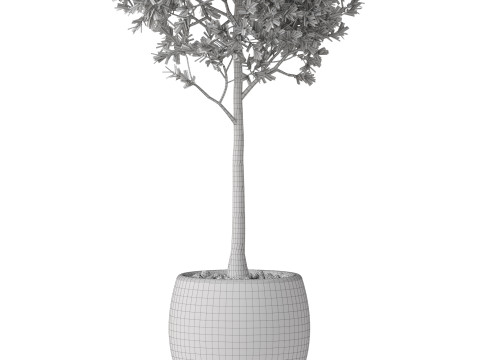 Plants collection 843 3D 模型