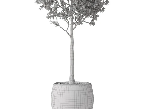 Plants collection 843 3D Model