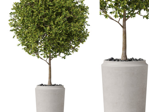 Plants collection 844 3Dモデル