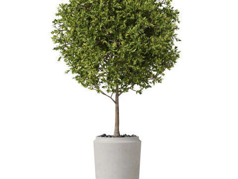 Plants collection 844 3D Model