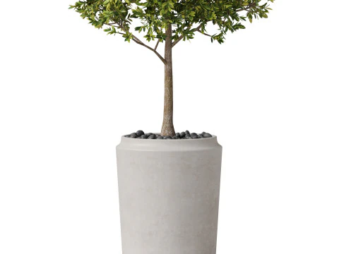 Plants collection 844 3D Model