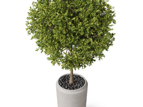 Plants collection 844 3D Model
