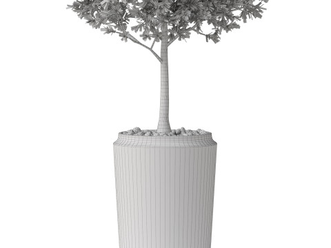 Plants collection 844 Modèle 3D
