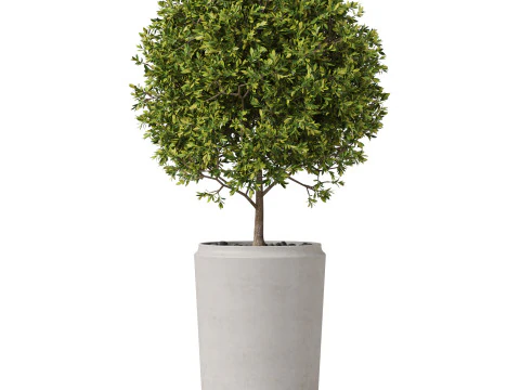 Plants collection 845 3D Model