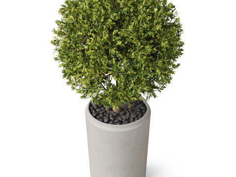 Plants collection 845 3D Model