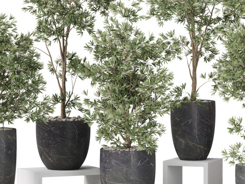 Plants collection 848 3D Model