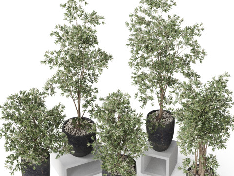 Plants collection 848 3D Model