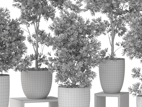 Plants collection 848 3D Model