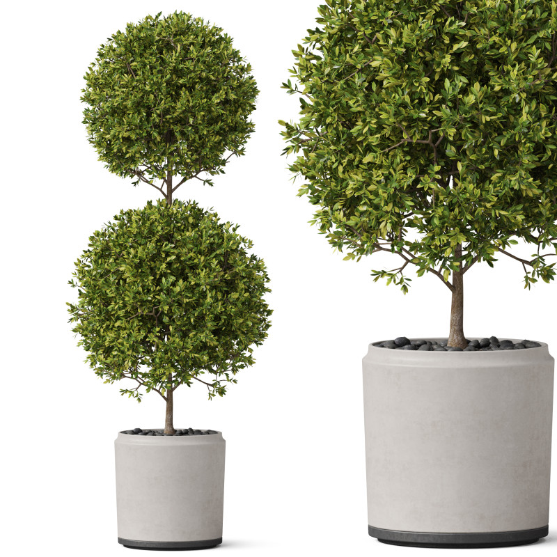 Plants collection 849 3D Модель .c4d .max .obj .3ds .fbx .stl .blend