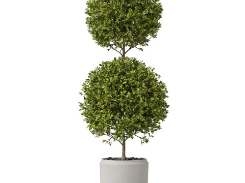 Plants collection 849 3D Model